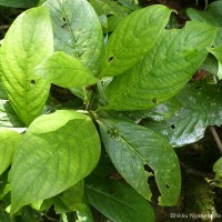 Psychotria dubia var. dubia (Wight) Alston